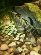 L398 Panaqolus Tankei te koop, Dieren en Toebehoren, Vis