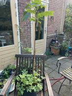 Kleine bomen. Inheemse bomen. Okt goede tijd voor aanplant!, Tuin en Terras, Ophalen, Volle zon, Overige soorten, Minder dan 100 cm