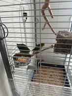 Katharinaparkieten met grote kooi, Dieren en Toebehoren, Vogels | Kanaries, Meerdere dieren, Zangkanarie