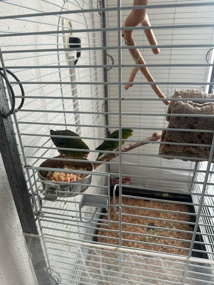 Katharinaparkieten met grote kooi, Dieren en Toebehoren, Vogels | Kanaries, Zangkanarie, Meerdere dieren