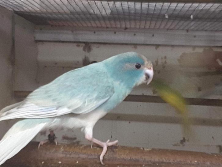 Kakariki in gezoomd 25, Dieren en Toebehoren, Vogels | Parkieten en Papegaaien, Parkiet, Mannelijk, Geringd