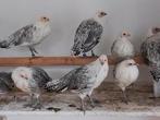 Jonge friese zilverpel kippen, Dieren en Toebehoren, Pluimvee, Vrouwelijk, Kip