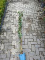 Hedera Hibernica 150-175cm, Tuin en Terras, Planten | Tuinplanten, Ophalen, Vaste plant, Bloeit niet, Halfschaduw