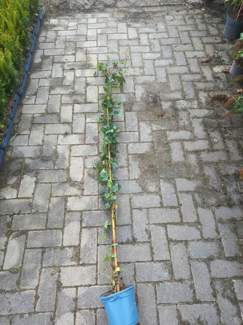 Hedera Hibernica 150-175cm, Tuin en Terras, Planten | Tuinplanten, Vaste plant, Klimplanten, Halfschaduw, Bloeit niet, Ophalen