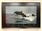 Dolfijn foto print ingelijst., Ophalen, Zo goed als nieuw, 75 tot 100 cm, Foto of Poster