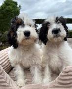 Labradoodle pups medium, Dieren en Toebehoren, Nederland, Overige rassen, 8 tot 15 weken, Meerdere
