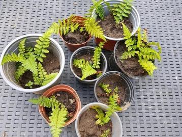 Varens beschikbaar voor biedingen