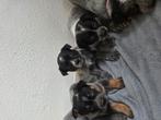 Australian cattle dog pups, Dieren en Toebehoren, Rabiës (hondsdolheid), Overige rassen, 8 tot 15 weken, Meerdere