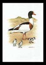 Bergeend Tadorna Tadorna Vogel Kunstdruk., Ophalen of Verzenden, Zo goed als nieuw