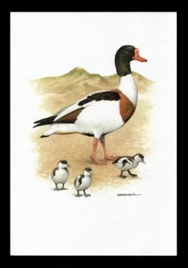 Bergeend Tadorna Tadorna Vogel Kunstdruk., Verzamelen, Overige Verzamelen, Zo goed als nieuw, Ophalen of Verzenden