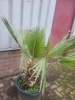 Mooie palmboom in pot vandaag ophalen €25, Tuin en Terras, Ophalen of Verzenden, Overige soorten, Volle zon