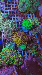 Aquarium stekken voor het zeeaquarium, Dieren en Toebehoren, Vissen | Aquariumvissen, Zoutwatervis