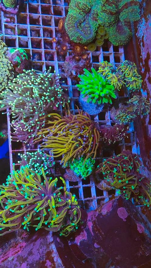 Aquarium stekken voor het zeeaquarium, Dieren en Toebehoren, Vissen | Aquariumvissen, Zoutwatervis