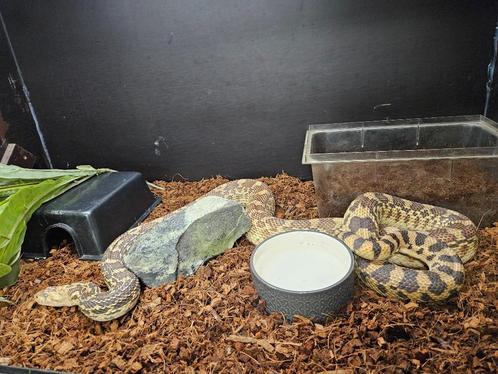 Pituophis catenifer sayi Stierslang, Dieren en Toebehoren, Reptielen en Amfibieën, Slang, 7 tot 10 jaar
