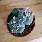 ( PEYOTE CACTUS ) Lophophora Williamsii 3 bollen vermoed, Huis en Inrichting, Kamerplanten, Cactus, Minder dan 100 cm, Ophalen of Verzenden