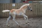 Schitterend Haflinger Hengstveulen, Dieren en Toebehoren, Paarden, Hengst, Minder dan 160 cm, 0 tot 2 jaar