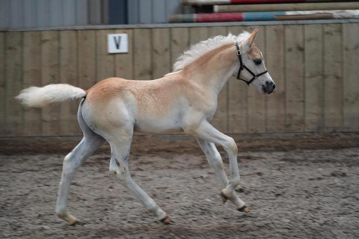 Schitterend Haflinger Hengstveulen, Dieren en Toebehoren, Paarden, Hengst, Minder dan 160 cm, 0 tot 2 jaar