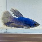Betta splendens vrouw 61, Dieren en Toebehoren, Vis