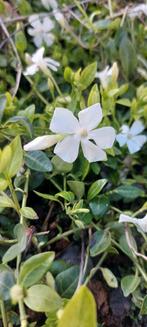 Vinca maagdenpalm bodembedekker!!, Ophalen of Verzenden, Halfschaduw