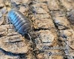 Armadillidium pallasii, Dieren en Toebehoren, Insecten en Spinnen, Overige soorten