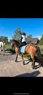 Gezocht bijrijd verzorgpaard moeder 33 en dochter 11, Dieren en Toebehoren, Stalling en Weidegang