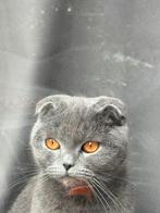 Lieverd kat, Kater, Ontwormd, 0 tot 2 jaar