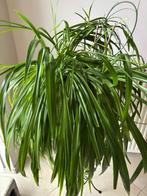 Grote Chlorophytum, graslelie kamerplant in pot, groen, Huis en Inrichting, Ophalen, Overige soorten, In pot, Minder dan 100 cm
