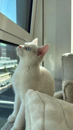 Britse kort haar kitten wit, Dieren en Toebehoren, Katten en Kittens | Raskatten | Korthaar, Kater, 0 tot 2 jaar