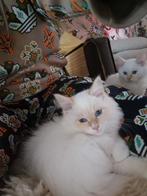 Siberische  Neva Masquerade kittens met stamboom, Dieren en Toebehoren, Meerdere dieren, Met stamboom