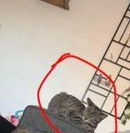 6 maanden kitten te koop, Dieren en Toebehoren, Katten en Kittens | Overige Katten, Poes