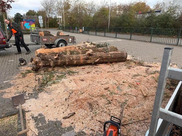 Gratis Wilgenstammen af te halen in Hoogvliet ROTTERDAM!, Tuin en Terras, Haardhout, Stammen, Overige houtsoorten, Minder dan 3 m³