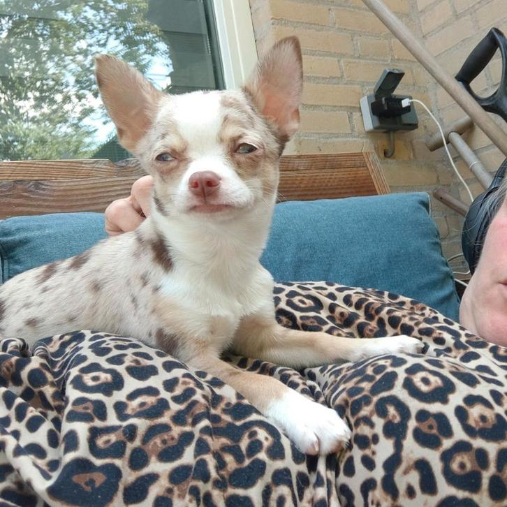 Dekreu Dikkie, Dieren en Toebehoren, Honden | Chihuahua's en Gezelschapshonden, Reu, Chihuahua, Particulier, Eén hond, Nederland