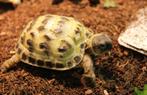 Testudo Horsfieldii / Vierteenlandschildpad, Dieren en Toebehoren, Reptielen en Amfibieën, Schildpad, Tam, 0 tot 2 jaar