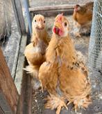 Cochin kriel kuikens zoeken een huisje, Dieren en Toebehoren, Pluimvee, Mannelijk, Kip