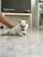 Britse kort haar kittens 2 maar nog over van de 5, Dieren en Toebehoren