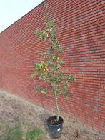 appelboom, Tuin en Terras, Overige soorten, Lente, 100 tot 250 cm, Ophalen