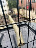 1 zwarte Papagaaien bench of Transport kooi, Dieren en Toebehoren, Ophalen, Nieuw, Metaal, Vogelkooi