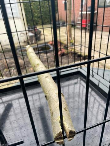 1 zwarte Papagaaien bench of Transport kooi beschikbaar voor biedingen