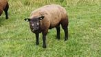 mooi jong rammetje te koop, Dieren en Toebehoren, Schapen, Geiten en Varkens, Mannelijk, Schaap