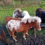 hengstveulens, Dieren en Toebehoren, Pony's, Merrie, Recreatiepony, Gechipt, 0 tot 2 jaar