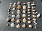 400 gram verschillende SCHELPEN, Ophalen of Verzenden, Schelp(en)