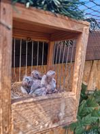 Kleine barmsijzen bont en wildkleur split, Dieren en Toebehoren, Meerdere dieren, Wildzangvogel, Geringd