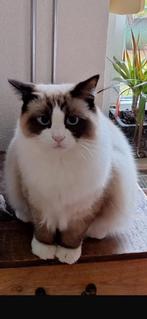 ***Vermist vanuit Purmerend *** Dexter, ragdoll kater, Kater