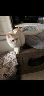 Maine Coon kittens, Dieren en Toebehoren, Katten en Kittens | Raskatten | Langhaar, Meerdere dieren, Ontwormd, 0 tot 2 jaar