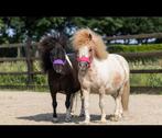 Shettie paddock paradise, Toebehoren, 4 paarden of pony's of meer
