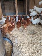 jonge legkippen, Vrouwelijk, Kip