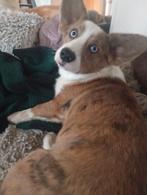 Dekreu Corgi Cardigan, Dieren en Toebehoren, België, Particulier, Reu, 1 tot 2 jaar