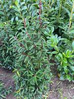 Prunus lusitanica ‘Angustifolia’  Portugeese laurier, Tuin en Terras, Planten | Tuinplanten, Overige soorten, Vaste plant, Ophalen of Verzenden