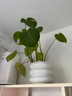 H&M home bloempot incl. plant, Ophalen of Verzenden, Halfschaduw, Minder dan 100 cm