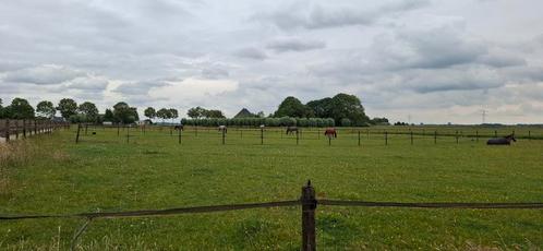 Stal vrij op boerderij, Dieren en Toebehoren, Stalling en Weidegang, Stalling